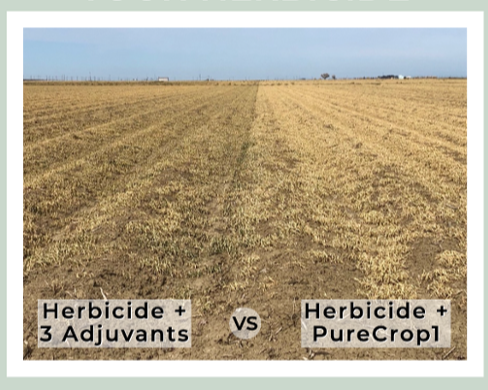 Herbicide comparison